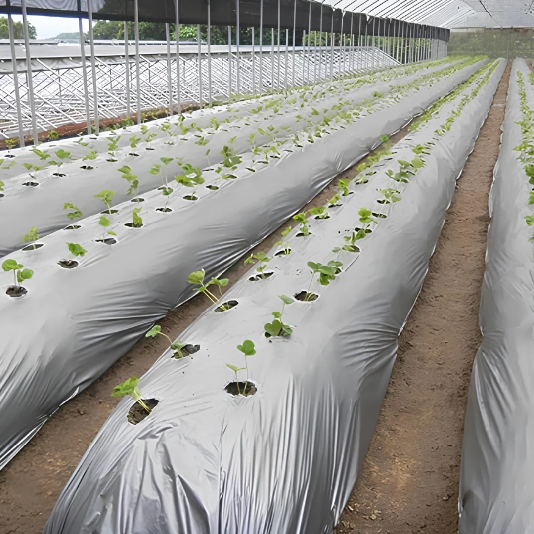 Agriculture Field with Mulch Films