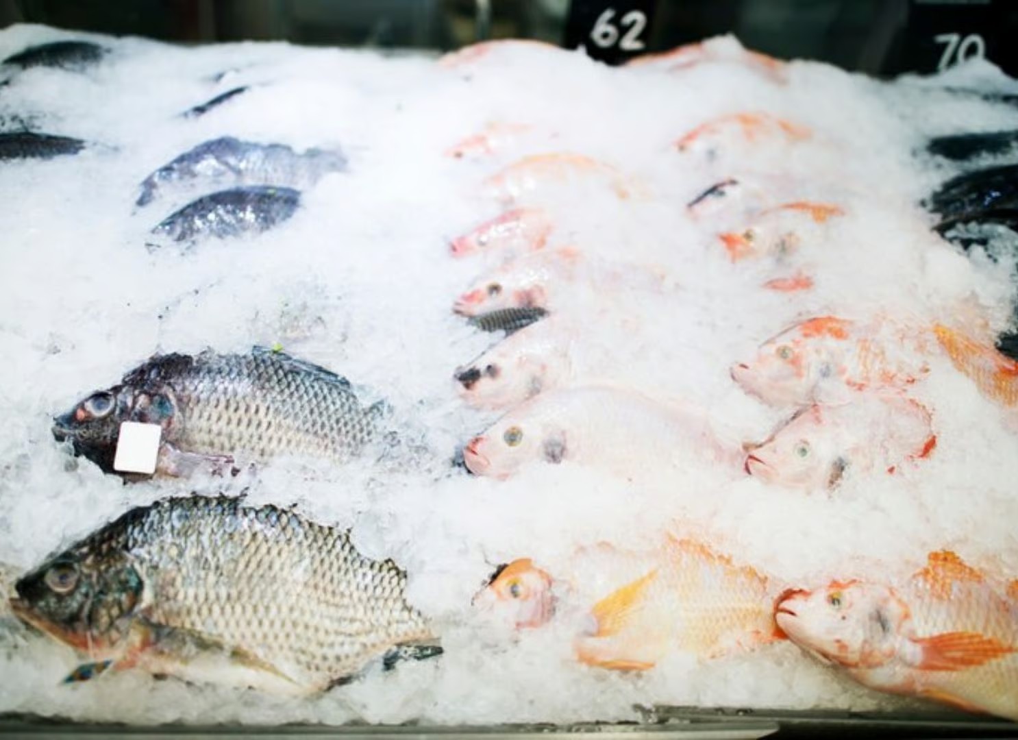 Fish covered in ice at a market